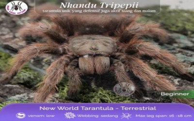 NHANDU TRIPEPII / BRAZILIAN GIANT BLONDE TARANTULA SLING 2-3 CM